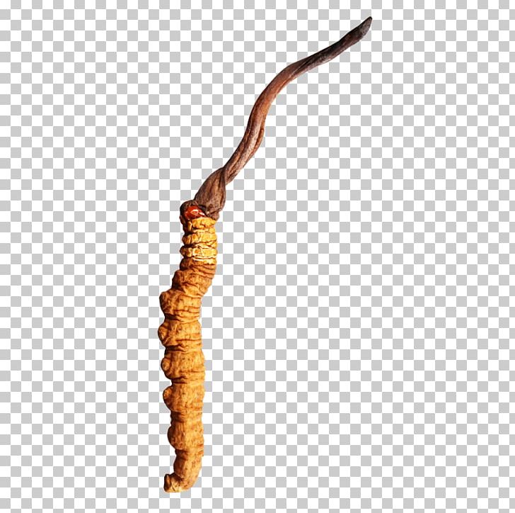 Worm PNG, Clipart, Authentic, Cordyceps, Jin, Miscellaneous, Others Free PNG Download