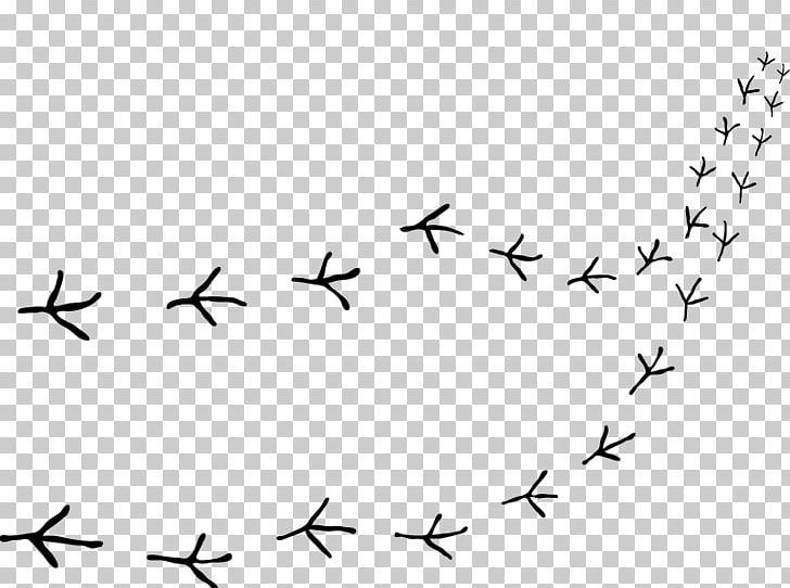 Bird Migration Beak Point PNG, Clipart, Angle, Animal Migration, Animals, Area, Beak Free PNG Download