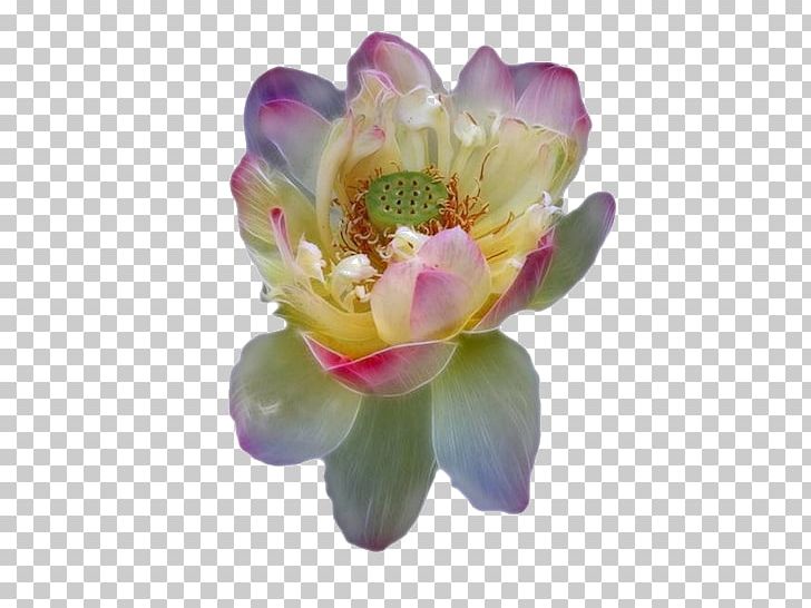 Flower Water Lilies Nelumbo Nucifera Floral Design PNG, Clipart, Aquatic Plant, Aquatic Plants, Art, Artificial Flower, Floraison Free PNG Download