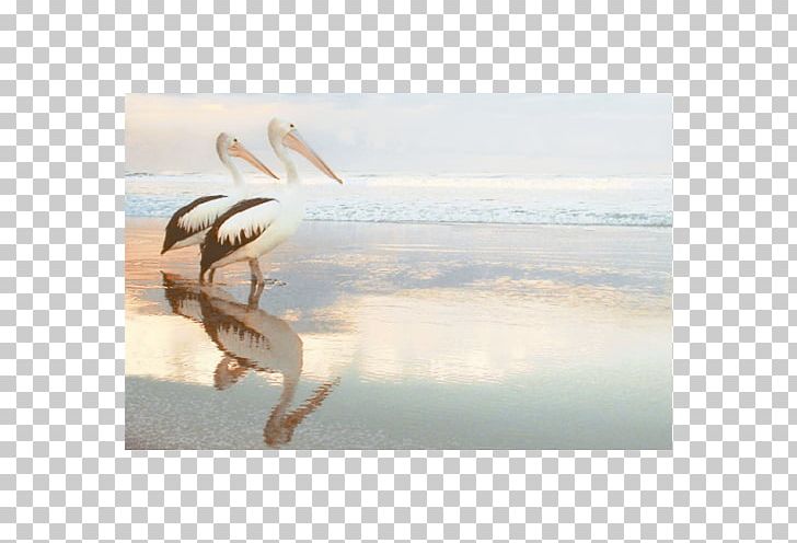Water Bird Great White Pelican Cygnini Australian Pelican PNG, Clipart, Animals, Australian Pelican, Beak, Bird, Cygnini Free PNG Download