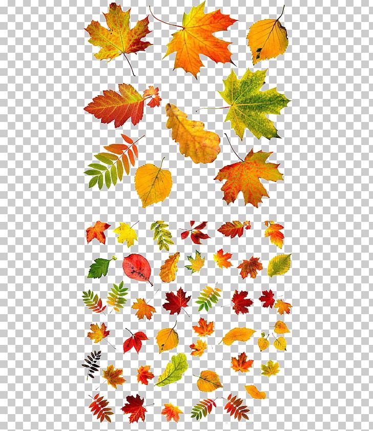 Autumn Leaf Color PNG, Clipart, Autumn Leaves, Branch, Color, Fall Leaves, Flora Free PNG Download