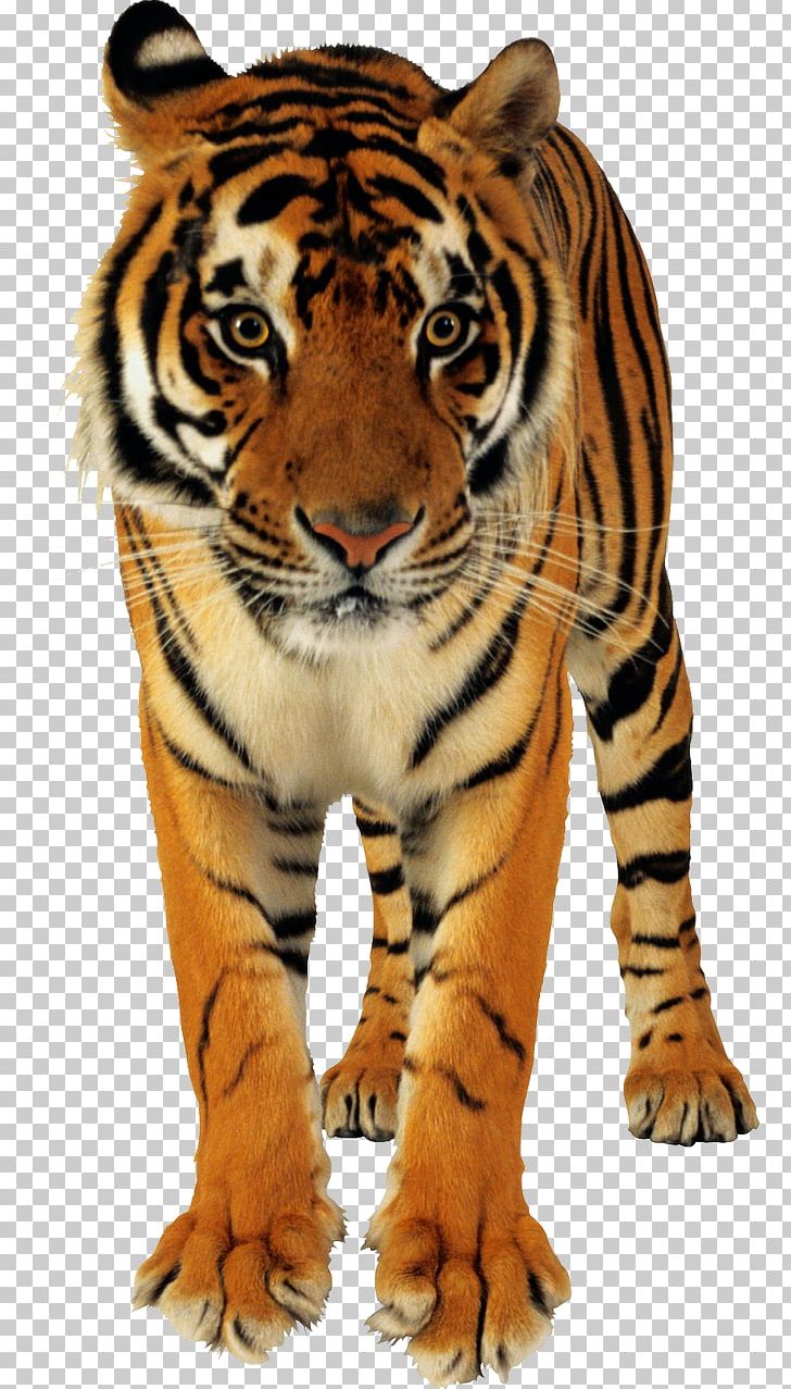 Bengal Tiger Bengal Cat Lion Golden Tiger PNG, Clipart, Animals, Bengal, Bengal Cat, Bengal Tiger, Big Cats Free PNG Download