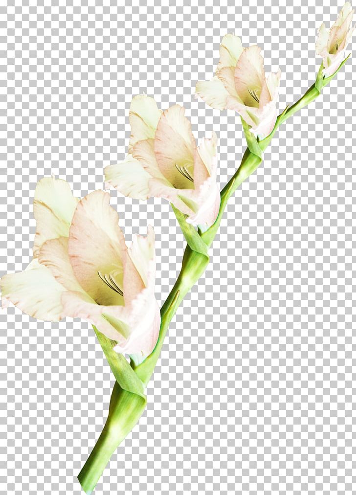 Cut Flowers Plant Floral Design PNG, Clipart, Alstroemeriaceae, Bud, Creativity, Cut Flowers, Floral Design Free PNG Download