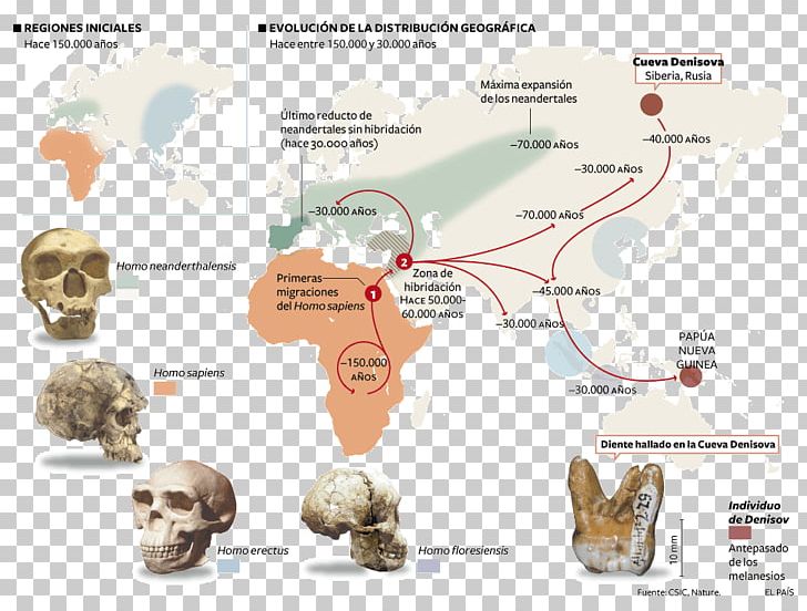 Neandertal Homo Sapiens Sapiens Flores Man Paleolithic Upright Man PNG, Clipart, Bone, Denisovan, Diagram, Evolution, Flores Man Free PNG Download