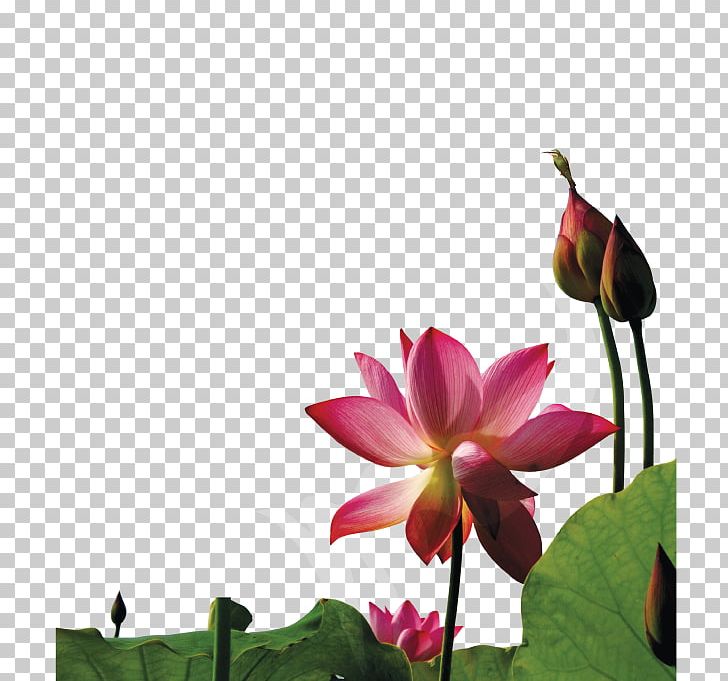Nelumbo Nucifera Lotus Effect Euclidean PNG, Clipart, Aquatic Plant, Bud, Bud Vector, Element, Flower Free PNG Download
