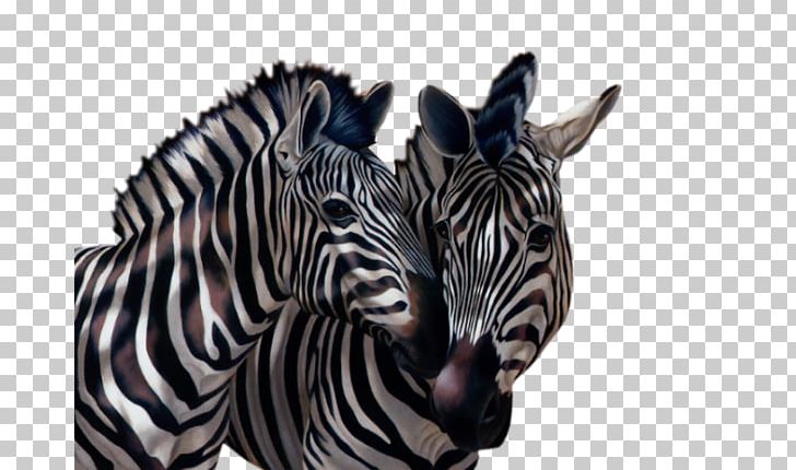 Quagga Horses Baby Zebra Okapi PNG, Clipart, Animal, Animals, Animaux, Baby Zebra, Fauna Free PNG Download