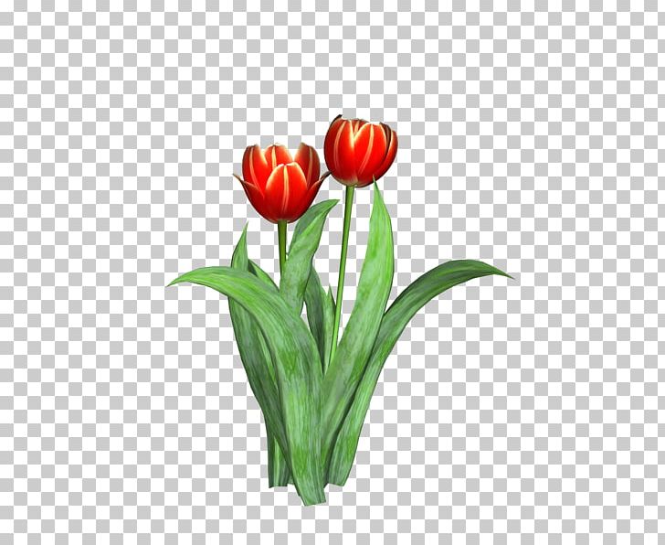 Tulip Cut Flowers Plant PNG, Clipart, Cut Flowers, Download, Floristry, Flower, Flowering Plant Free PNG Download