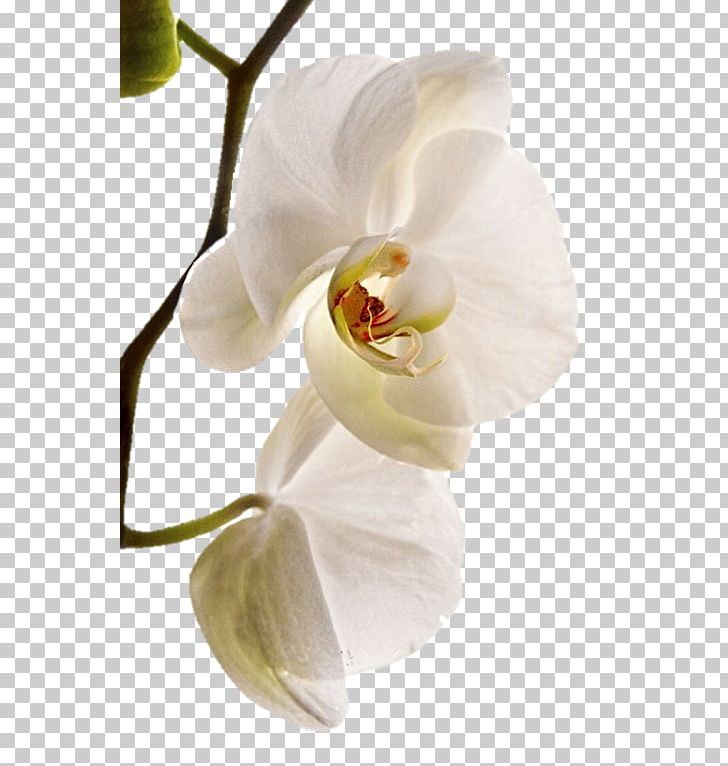 Moth Orchids Sala De Fiestas Orquidea BAUER Joyeros PNG, Clipart, Bauer, Blossom, Business, Embroidery, Engagement Free PNG Download