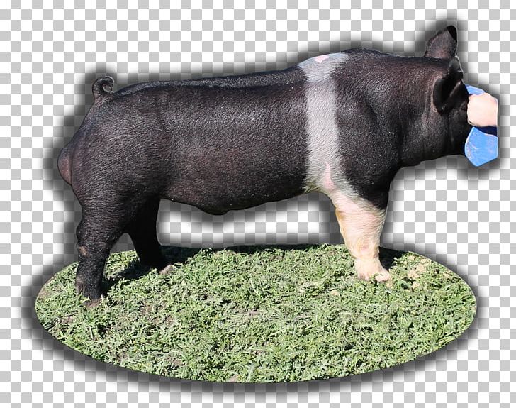 Domestic Pig Sugar Daddy Sugar Babe Sugar Babies Sugar Mama PNG, Clipart, Animal, Animals, Boar, Cattle Like Mammal, Domestic Pig Free PNG Download