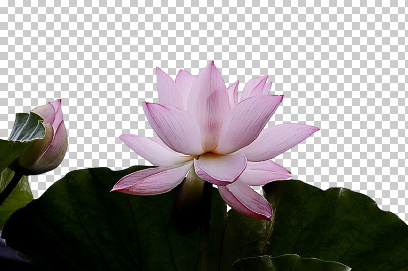 Sacred Lotus Nelumbonaceae Petal Flora Flower PNG, Clipart, Flora, Flower, Nelumbonaceae, Petal, Proteales Free PNG Download