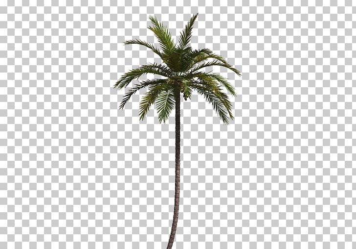 Coconut Date Palm Flowerpot Plant Stem Arecaceae PNG, Clipart, Arecaceae, Arecales, Coconut, Date Palm, Flowerpot Free PNG Download