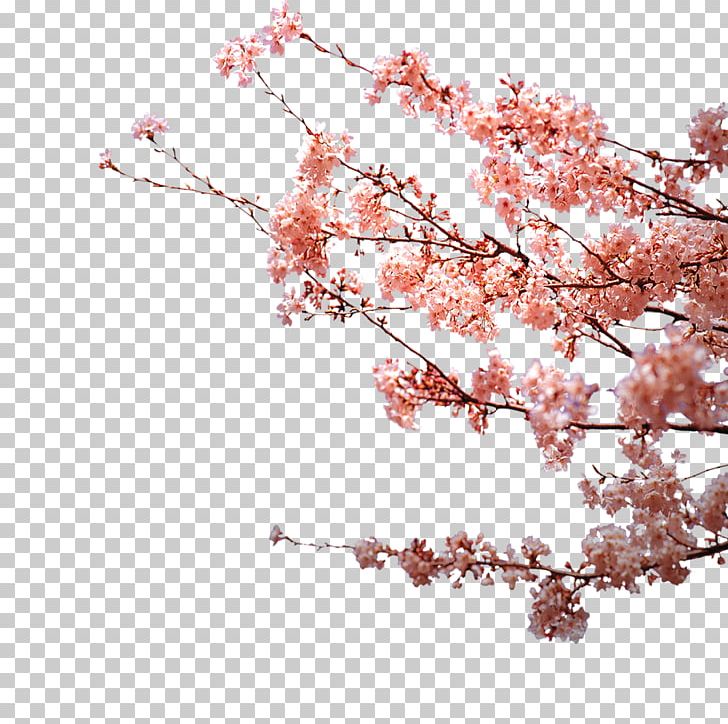Flower Petal Plum Blossom PNG, Clipart, Blossom, Branch, Cherry Blossom, Creative, Designer Free PNG Download