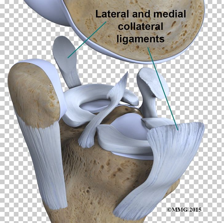Acl Ligament Anatomy