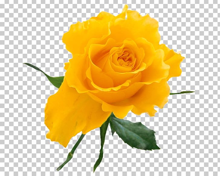 Rose Yellow Flower Bouquet PNG, Clipart, Bud, Clipart, Clip Art, Cut Flowers, Floribunda Free PNG Download
