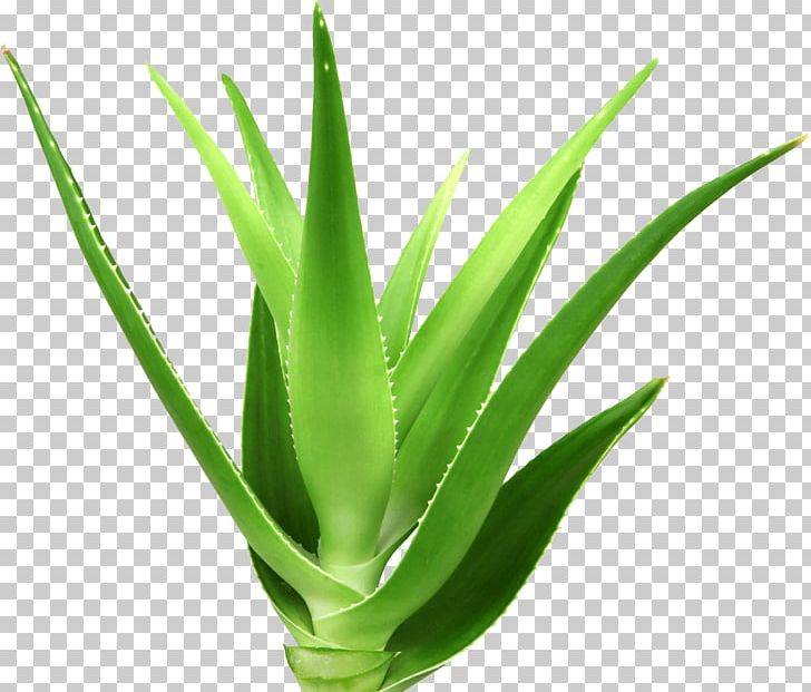 Aloe Vera Plant PNG, Clipart, Agave, Agave Azul, Aloe, Aloe Vera, Flowering Plant Free PNG Download
