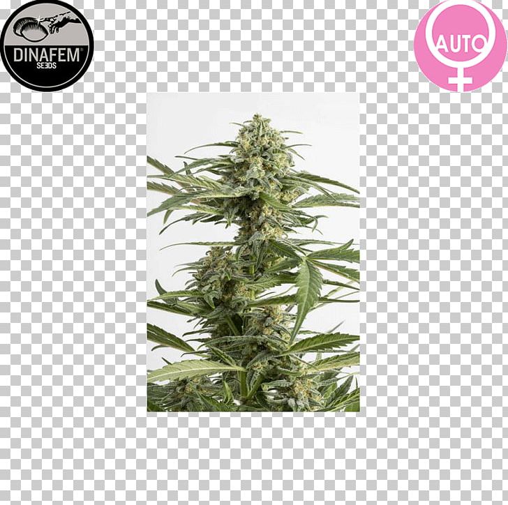 Grow Shop Autoflowering Cannabis Cannabis Cultivation Kush PNG, Clipart, Autoflowering Cannabis, Cannabis, Cannabis Cultivation, Cannabis Sativa, Coffeeshop Free PNG Download