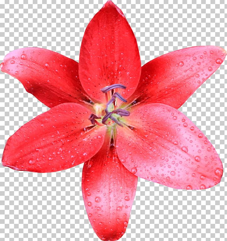 Lilium Desktop Flower PNG, Clipart, Author, Desktop Wallpaper, Evangeline Lilly, Flora, Flower Free PNG Download