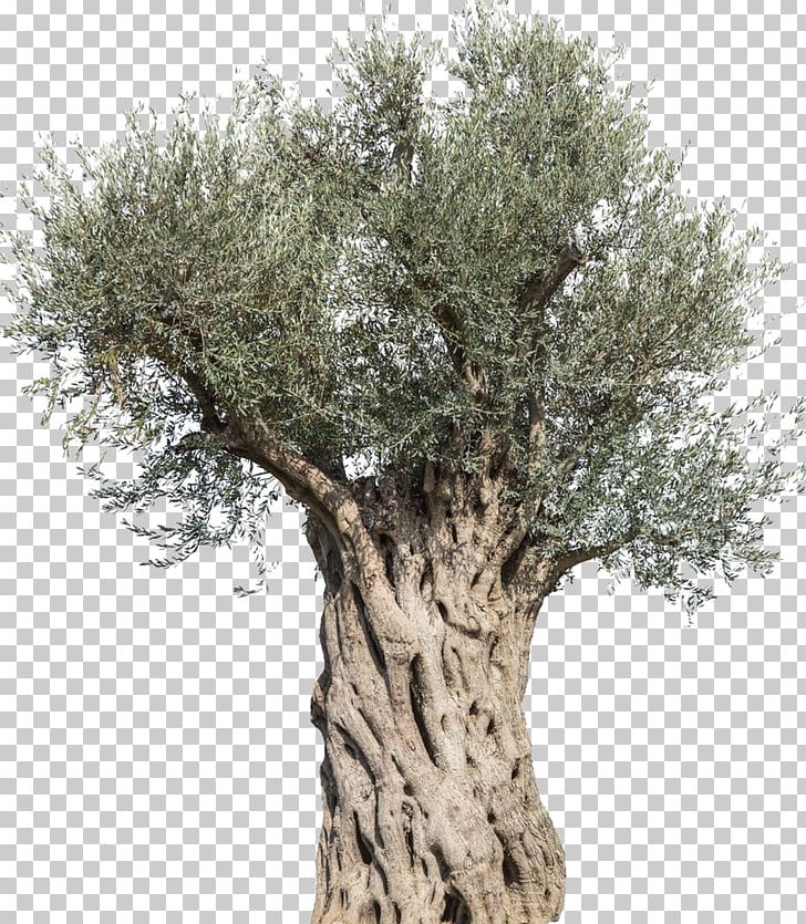 Olive Stock Photography Tree Mediterranean Cuisine Branch PNG, Clipart, Botanical, Branch, Food Drinks, Gin, Houseplant Free PNG Download