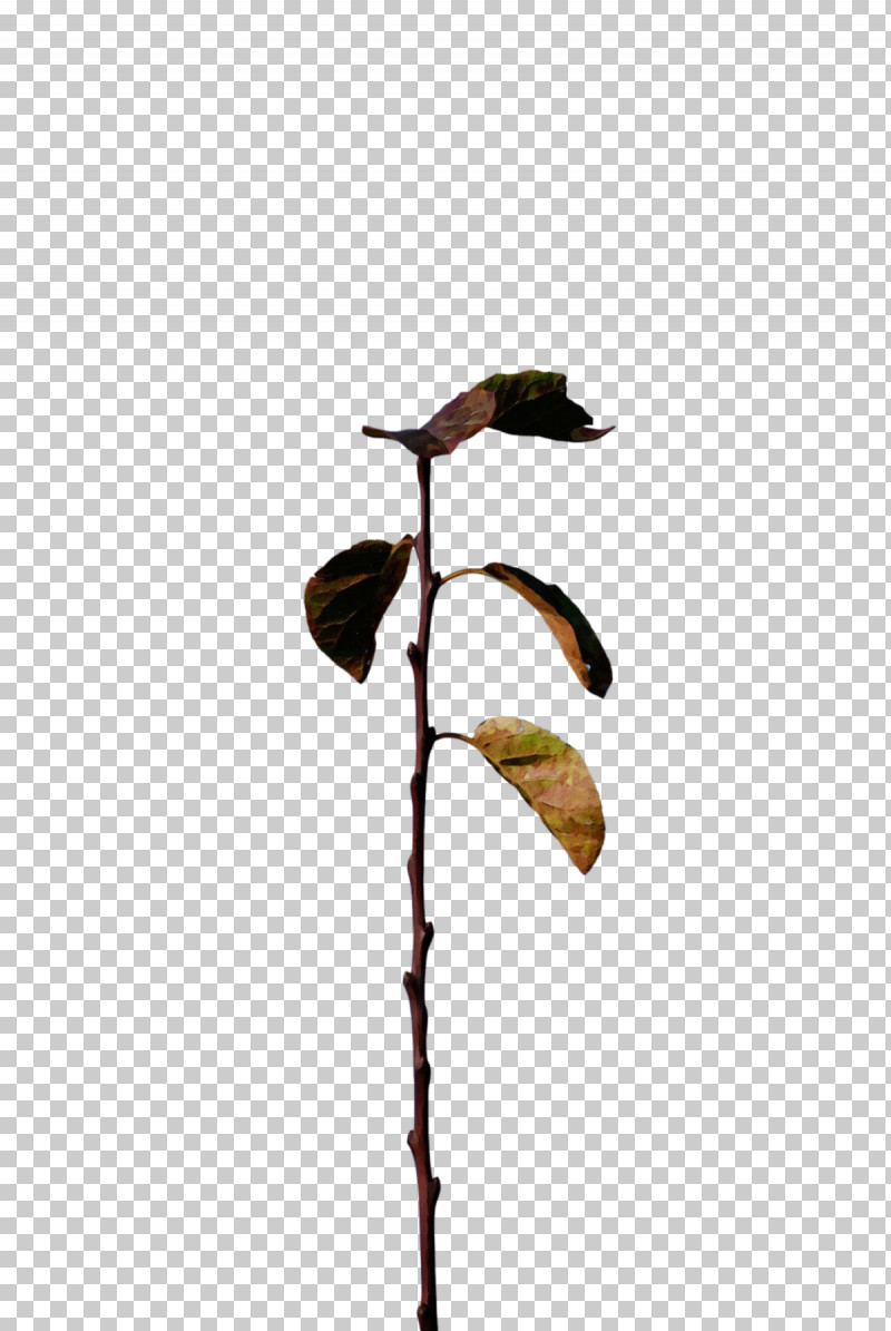 Leaf Plant Stem Twig Flora M-tree PNG, Clipart, Biology, Flora, Leaf, Mtree, Paint Free PNG Download