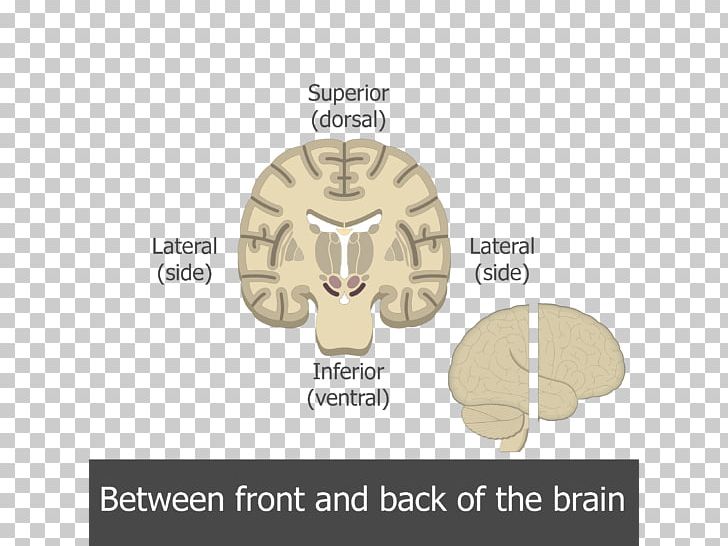 Human Brain Multipolar Neuron Motor Neuron PNG, Clipart, Anatomy, Axon, Bipolar Neuron, Brain, Brand Free PNG Download