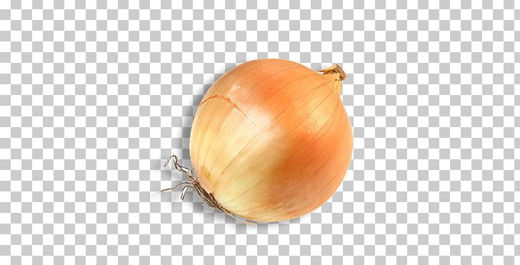 Yellow Onion Vegetable Food White Onion PNG, Clipart, Asparagus, Bratwurst, Bulb, Canning, Eating Free PNG Download