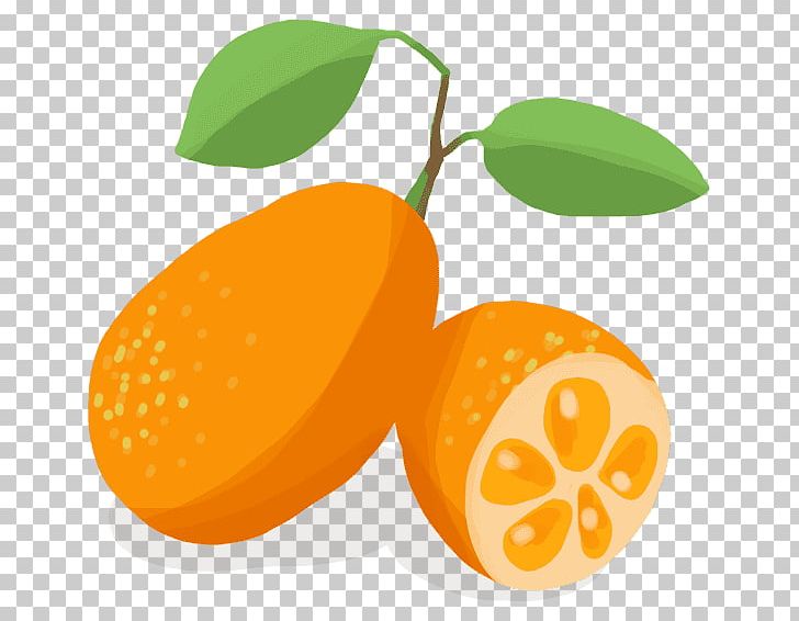 Clementine Kumquat Mandarin Orange Vegetable Bitter Orange PNG, Clipart, Black Spanish Radish, Chard, Citric Acid, Citrus, Clementine Free PNG Download
