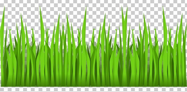 Plant Stem Grass Lawn PNG, Clipart, Chrysopogon Zizanioides, Com, Commodity, Document, Download Free PNG Download