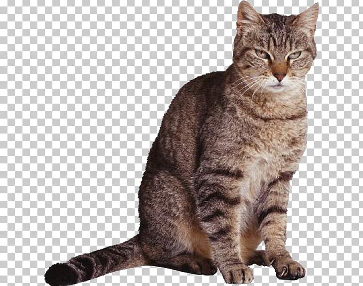 Scottish Fold Your Talking Cat Kitten Cougar Felidae PNG, Clipart, Animal, Animals, Carnivoran, Cat Like Mammal, Dragon Li Free PNG Download