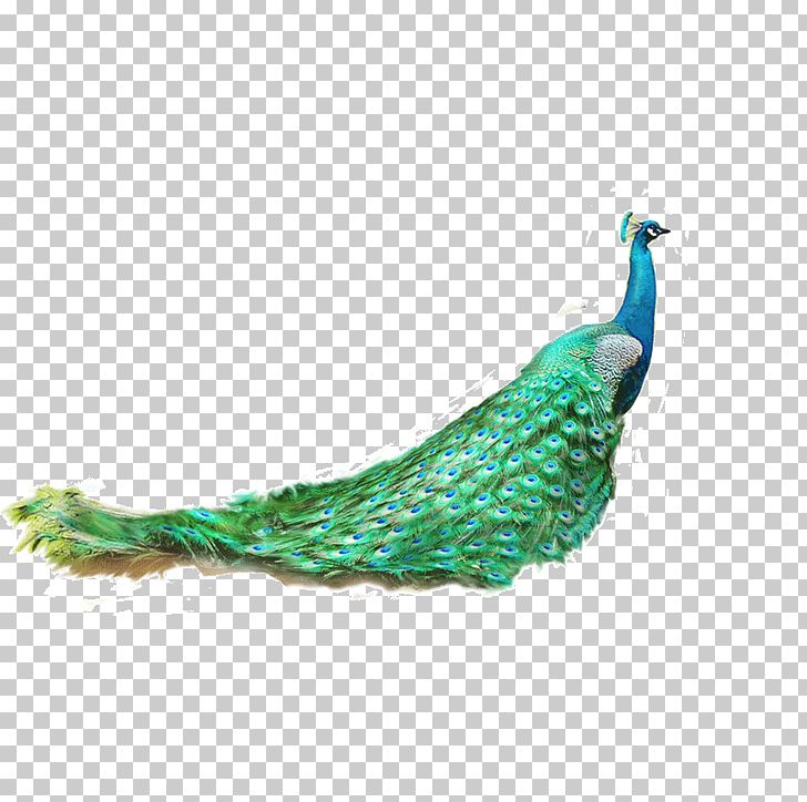 Asiatic Peafowl Feather Green Peafowl PNG, Clipart, Animal, Animals, Aqua, Asiatic Peafowl, Beak Free PNG Download