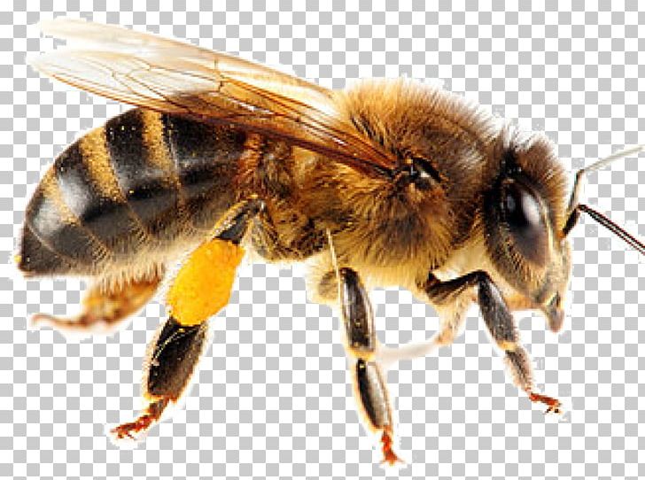 Honey Bee Insect Swarming Yellowjacket PNG, Clipart, Arthropod, Bee, Beehive, Beekeeping, Bee Pollen Free PNG Download