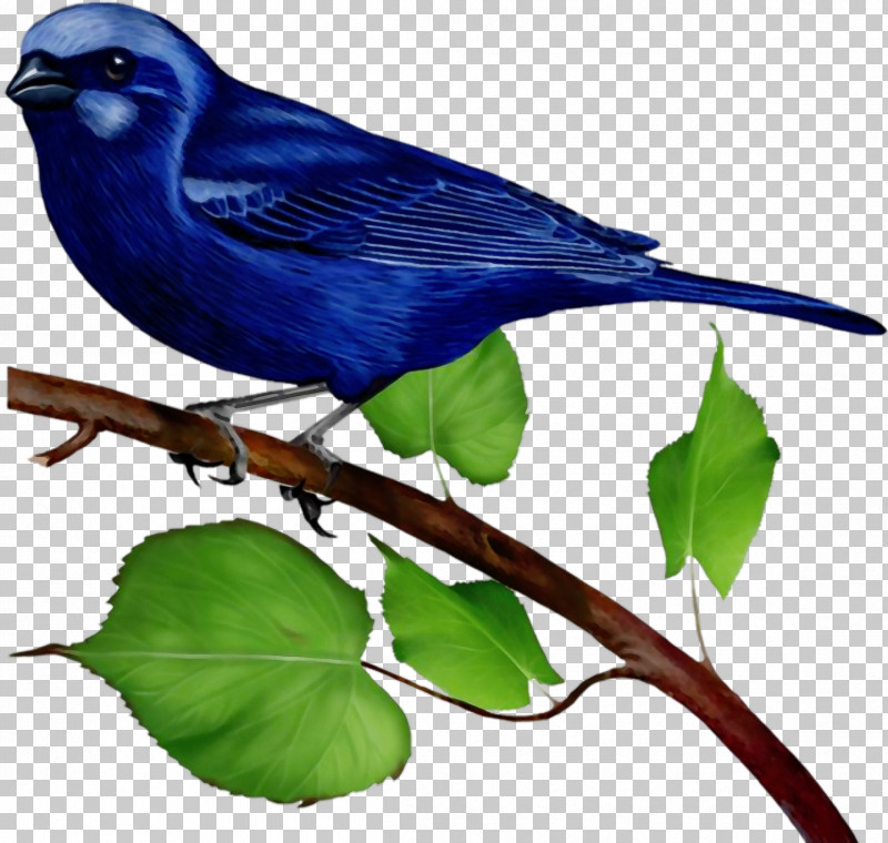 Bird Beak Indigo Bunting Perching Bird Songbird PNG, Clipart, Beak, Bird, Bluebird, Branch, Eastern Bluebird Free PNG Download