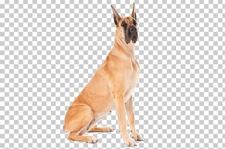 Great Dane German Shepherd Puppy Dobermann Rottweiler PNG, Clipart, Animal, Animals, Bulldog, Carnivoran, Dog Free PNG Download