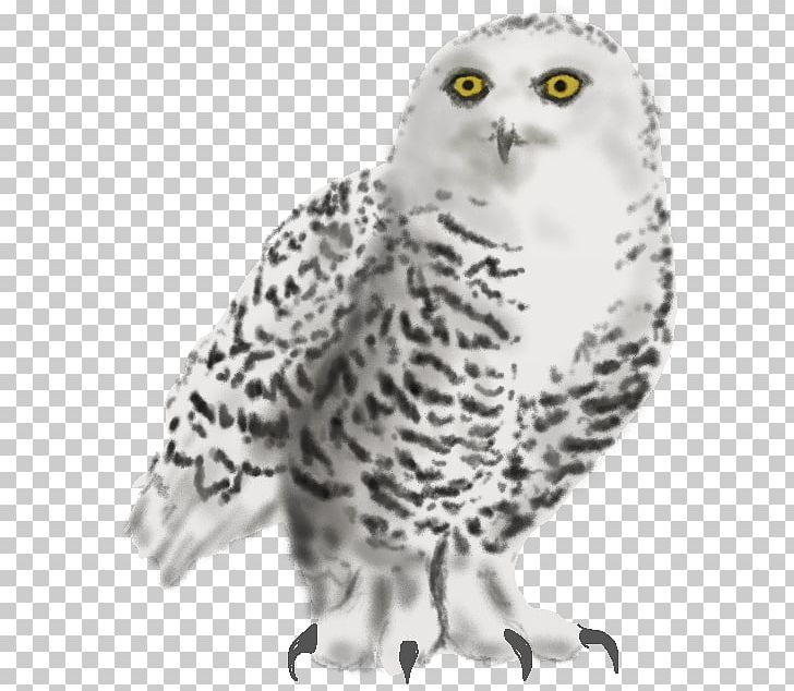 Snowy Owl Whiskers Beak Animal PNG, Clipart, Animal, Animal Figure, Beak, Bird, Bird Of Prey Free PNG Download