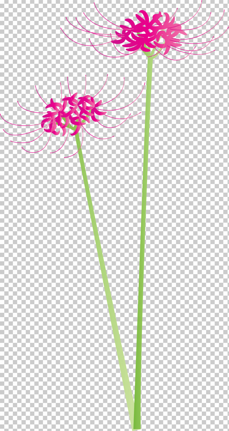 Hurricane Lily Flower PNG, Clipart, Amaryllis Family, Cut Flowers, Flower, Gerbera, Hurricane Lily Free PNG Download