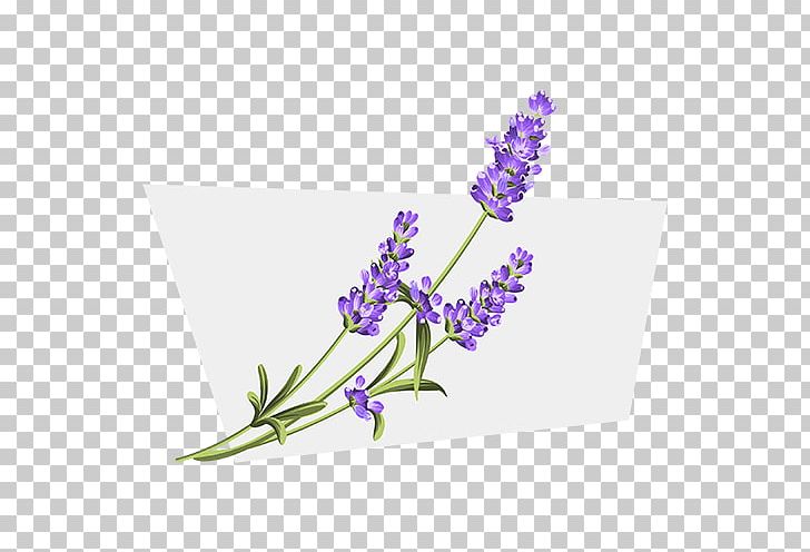 English Lavender PNG, Clipart, Creative Market, Encapsulated Postscript, English Lavender, Flora, Flower Free PNG Download