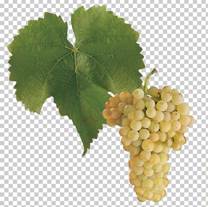 Pinot Blanc Pinot Gris Sauvignon Blanc Pinot Noir Cabernet Sauvignon PNG, Clipart, Cabernet , Chardonnay, Common Grape Vine, Food, Food Drinks Free PNG Download