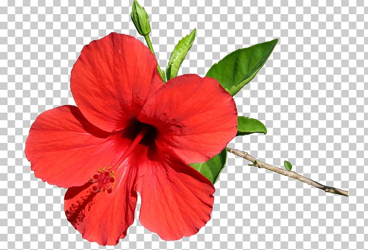 Shoeblackplant China Rose PNG, Clipart, Art, China Rose, Chinese Hibiscus, Document, Download Free PNG Download