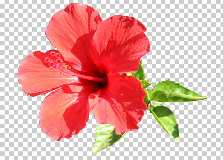 Shoeblackplant Flower Portable Network Graphics Painting PNG, Clipart, Annual Plant, Blog, China Rose, Chinese Hibiscus, Download Free PNG Download
