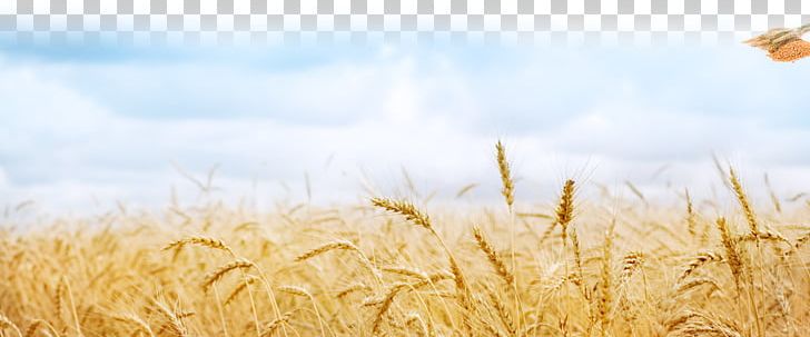 Wheat Fields Desktop Cereal Sowing PNG, Clipart, Agriculture, Barley, Cer, Commodity, Crop Free PNG Download