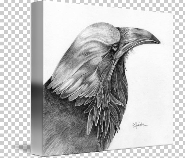 Eagle Drawing /m/02csf Beak Feather PNG, Clipart, Afternoon, Animals, Artwork, Beak, Bird Free PNG Download