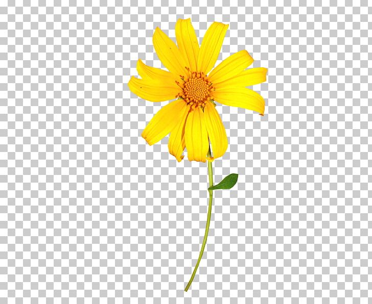 Flower PNG, Clipart, Art, Artificial Flower, Chrysanthemum Chrysanthemum, Chrysanthemums, Daisy Family Free PNG Download