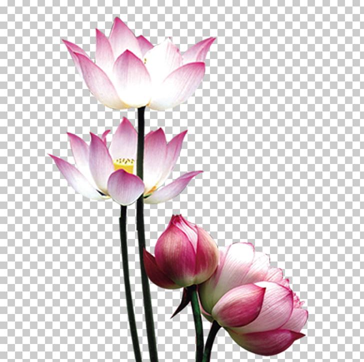 Mooncake Nelumbo Nucifera PNG, Clipart, Aquatic Plant, Archive, Artificial Flower, Blossom, Computer Wallpaper Free PNG Download