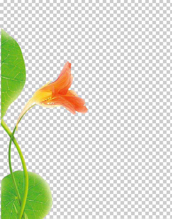Petal Leaf Close-up Plant Stem PNG, Clipart, Close Up, Closeup, Flora, Flower, Leaf Free PNG Download