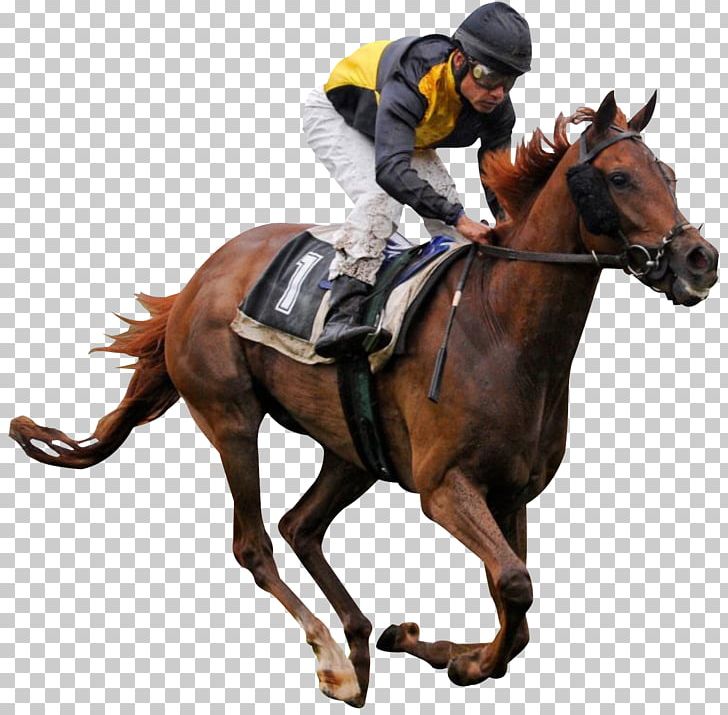 Thoroughbred Horse Racing Jockey PNG, Clipart, Animals, Bit, Bridle, English Riding, Equestrian Free PNG Download