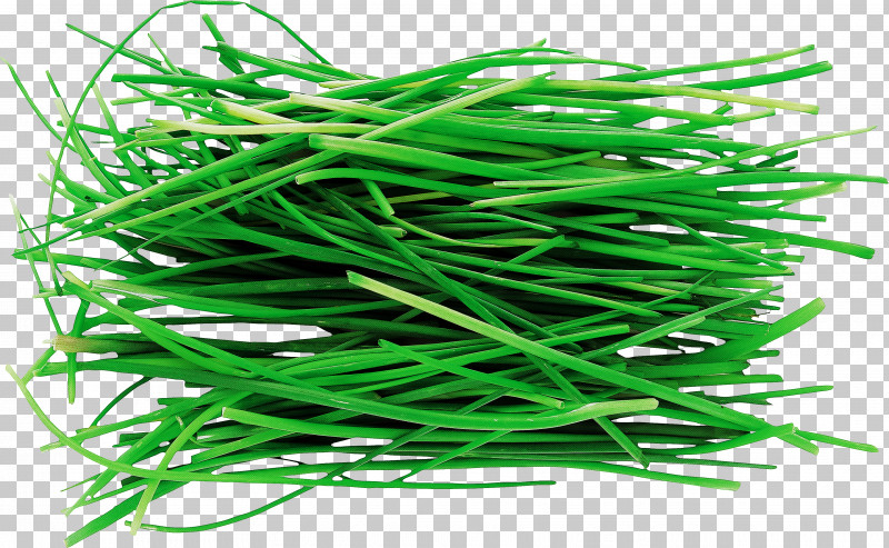Grass Plant Chives Vegetable Garlic Chives PNG, Clipart, Chives, Garlic Chives, Grass, Green Bean, Plant Free PNG Download