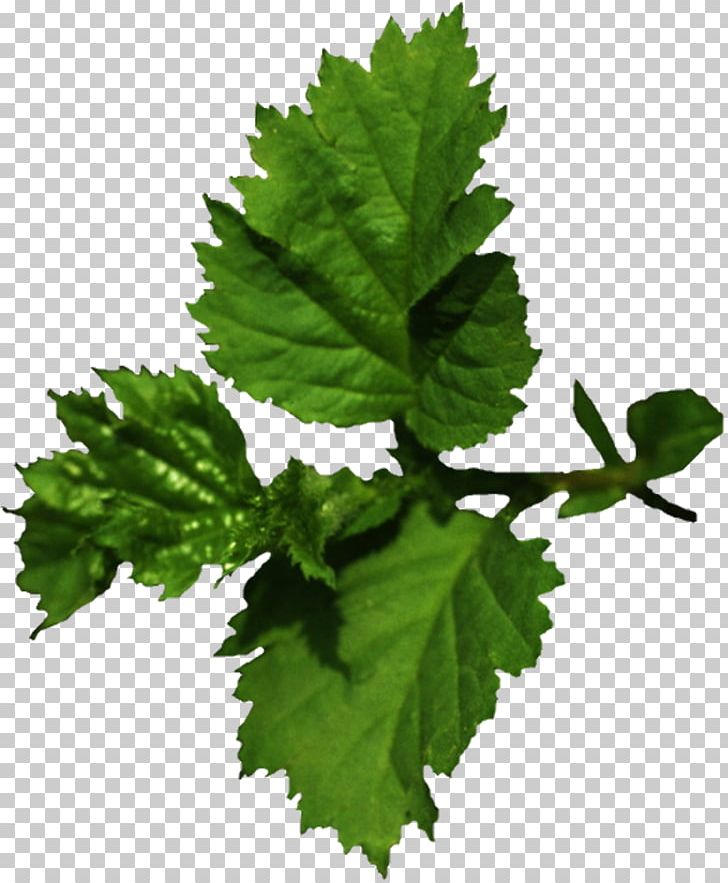 Leaf Tree Adrenal Gland Plant Varenye PNG, Clipart, Adrenal Gland, Branch, Bulb, Currant, Grape Leaves Free PNG Download