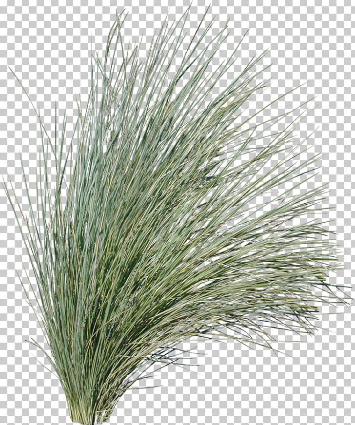 Pine Grasses Plant Evergreen Tussock PNG, Clipart, 15 Years, Blue, Branch, Conifer, Evergreen Free PNG Download
