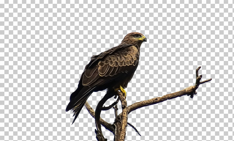 Feather PNG, Clipart, Bald Eagle, Beak, Biology, Bird Of Prey, Birds Free PNG Download