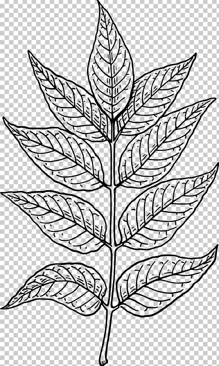 Leaf Line Art Computer Icons PNG, Clipart, Autumn Leaf Color, Black And White, Branch, Computer Icons, Download Free PNG Download