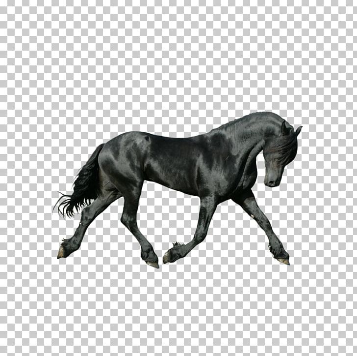 Master Dressage: Ride More Beautiful Tests PNG, Clipart, Animal, Animals, Black, Dark, Horse Free PNG Download